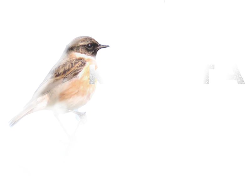 123 Cm - House Sparrow (1920x1348), Png Download