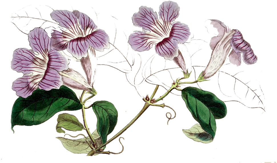 Violet - Art Print: Miss Drake #45b, 17x11in. (975x599), Png Download