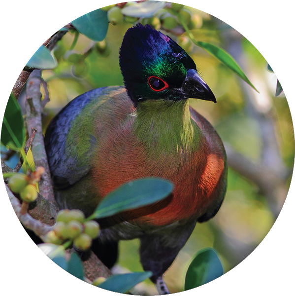Purple-crested Turaco - African Harrier-hawk (599x600), Png Download