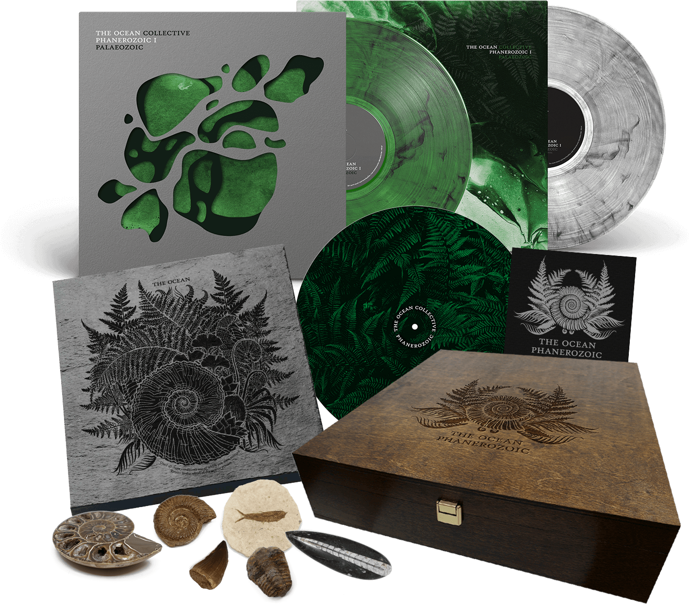 Ammonite Cleoniceras (1500x1500), Png Download