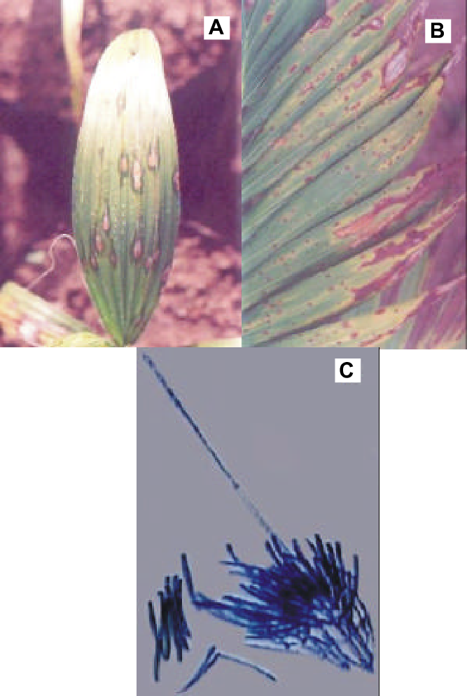 Sintomas De Cylindrocladium Pteridis Em Palmeiras Ornamentais - Cylindrocladium Pteridis (667x994), Png Download