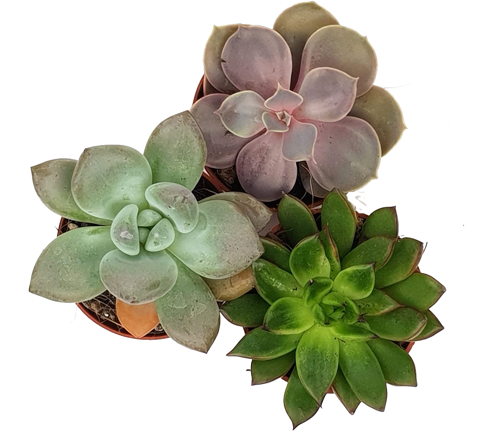 Winter Glow Trio - Dark (1024x1024), Png Download