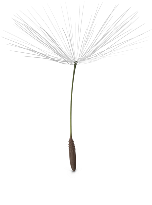 White Dandelion Png (600x600), Png Download