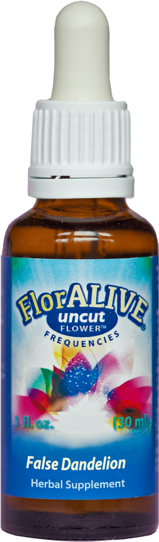 False Dandelion - Egyptian Lotus (480x1190), Png Download