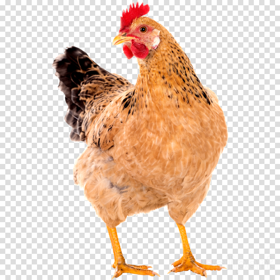 Chicken Pic Png Clipart Leghorn Chicken Clip Art - Hen Chicken Hen Png (900x900), Png Download