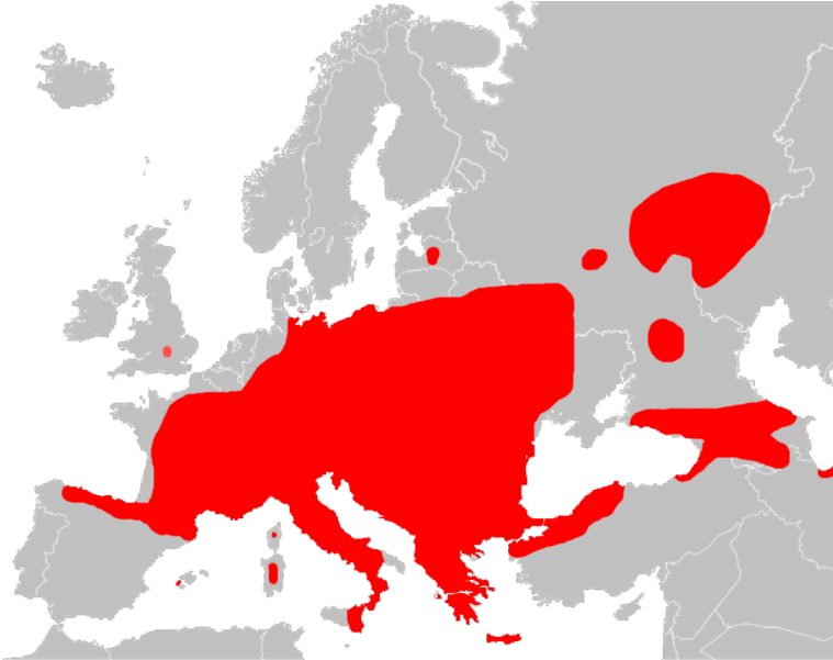 Unikeon Levinneisyys - Glis Glis Uk Distribution (791x600), Png Download