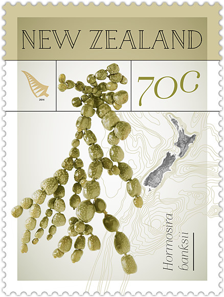 Single Stamp - Seaweed On Postage Stamps (600x600), Png Download