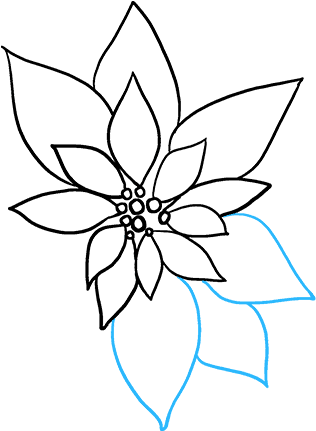 How To Draw Poinsettia (680x678), Png Download