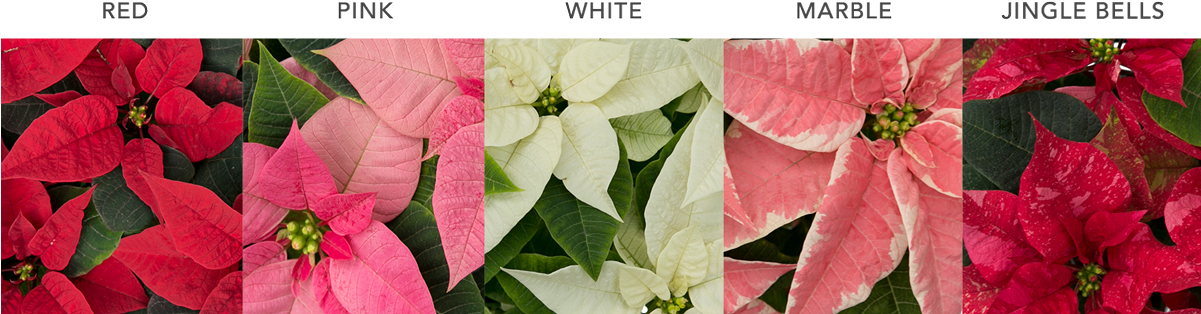 Wholesalepoinsettias Poinsettiacolours - Poinsettia (1200x352), Png Download