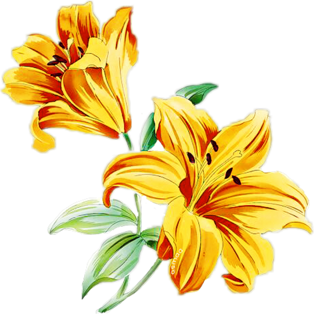 Flower Flowerbranch Flowercrown Rosesarebeautiful Yello - Лилии Рисунок (1024x1024), Png Download