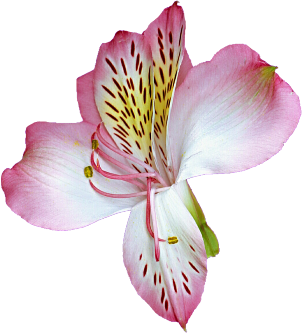 Lily Transparent Pink Png Royalty Free Library - Astro Lily (1024x1118), Png Download