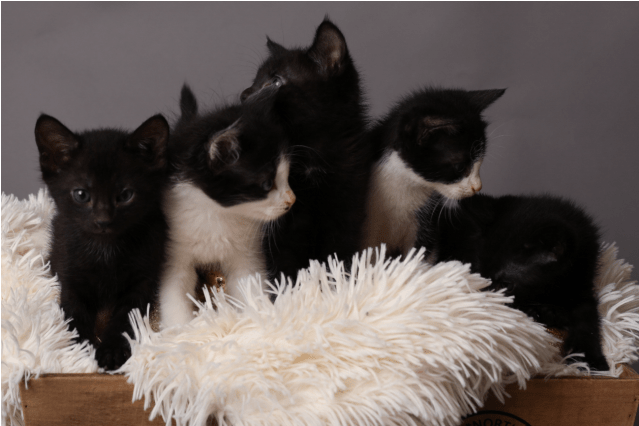 Photo Of Jackson Storm Nc689 - Black Cat (638x638), Png Download