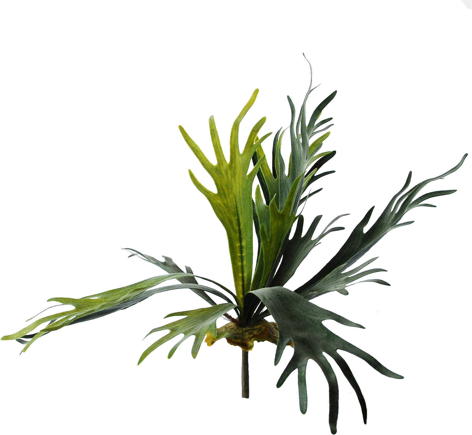 download-fern-png-png-image-with-no-background-pngkey