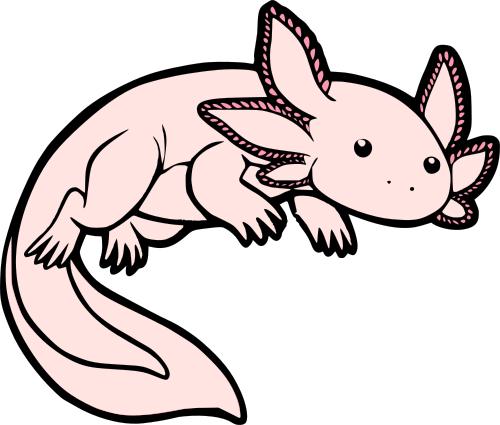 Axolotl (500x425), Png Download