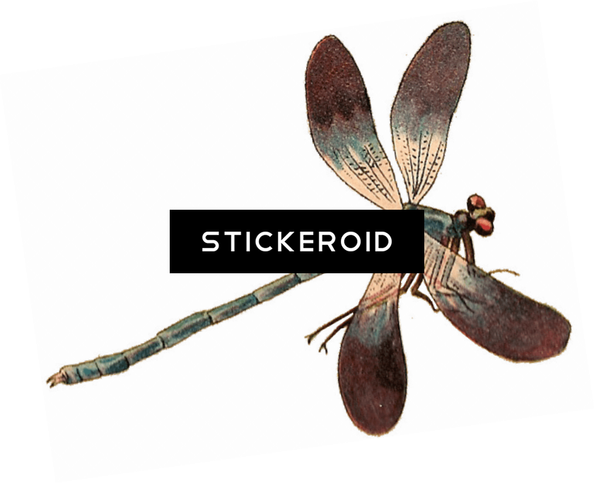 Single Dragonfly - Dragonfly (840x684), Png Download