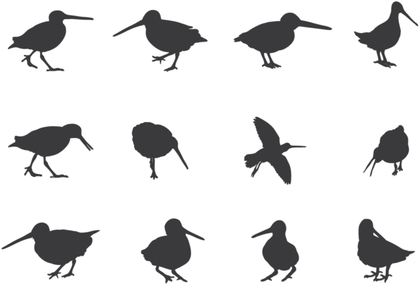 Snipe (700x490), Png Download