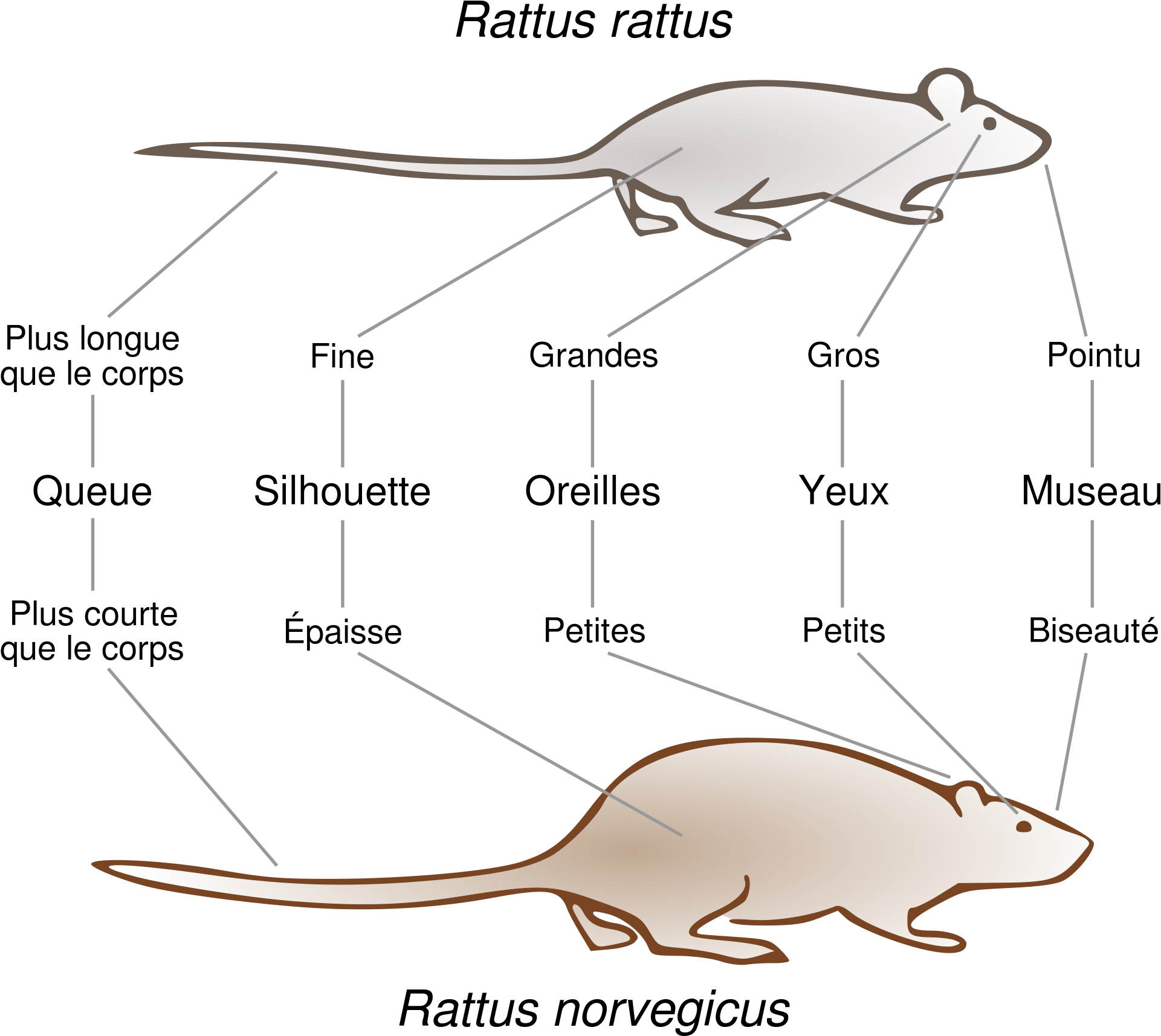 Open - Différence Entre Une Souris Et Un Rat (2000x1793), Png Download
