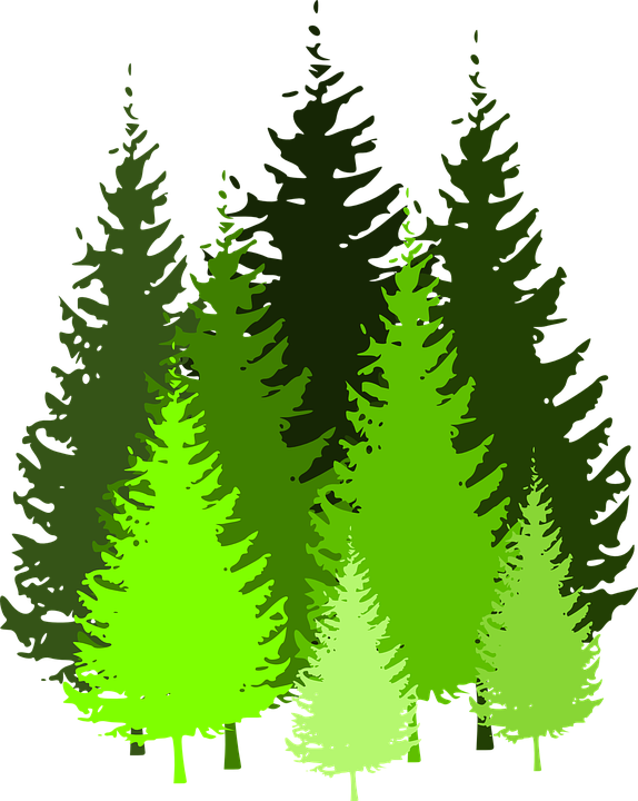 Download Cartoon Pine Trees 5, Buy Clip Art - Pine Tree Clip Art PNG Image  with No Background 