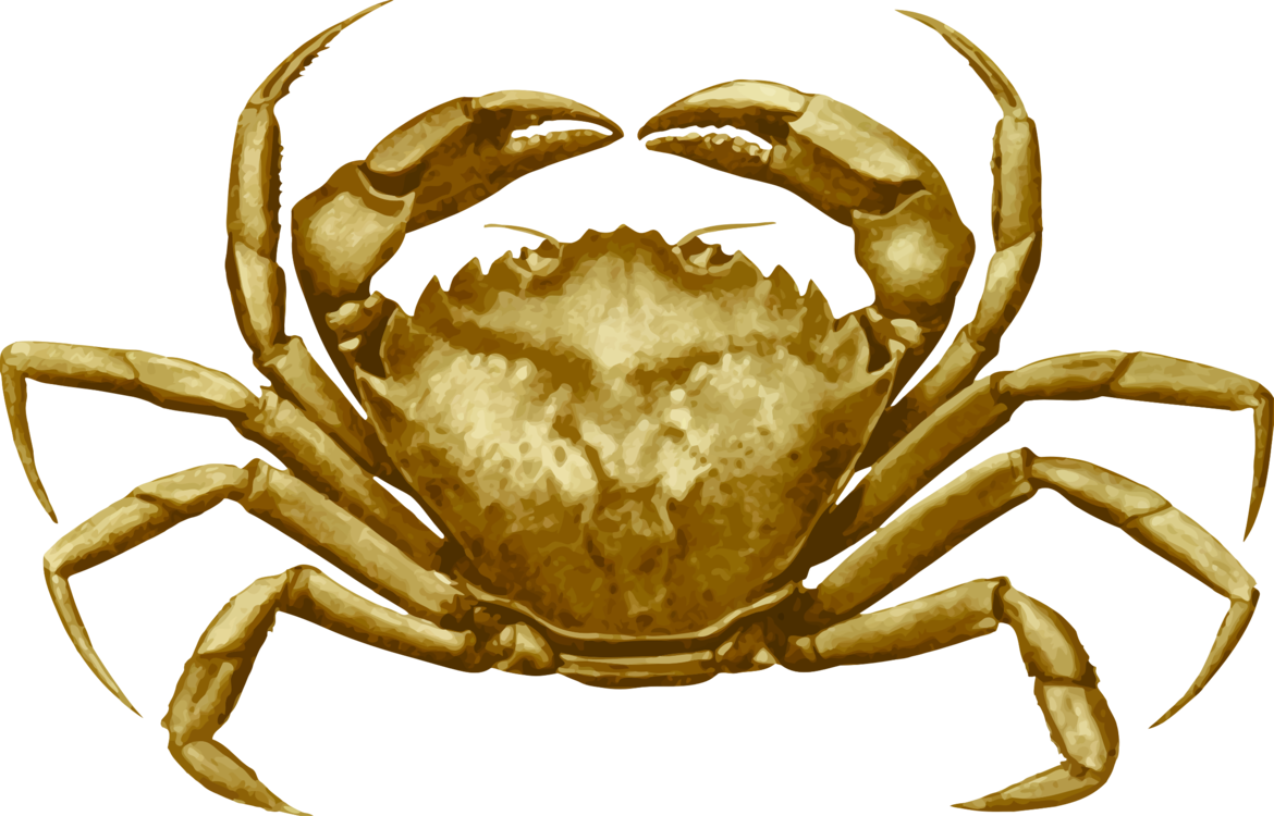 Dungeness Crab Freshwater Crab European Green Crab - European Green Crab Outline (1170x750), Png Download