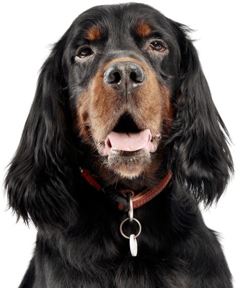 Gordon Setter (565x585), Png Download