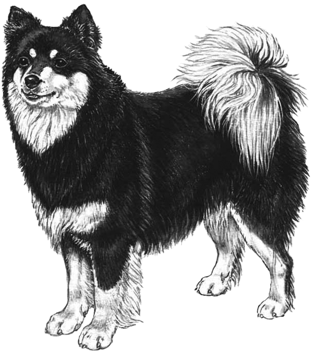 Finnish Lapphund Transparent (800x800), Png Download