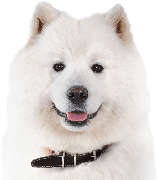 Samoyed - Canadian Eskimo Dog (565x585), Png Download