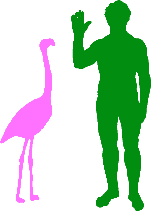 A Typical Greater Flamingo And A Human - Haast Eagle Size Comparison (656x908), Png Download