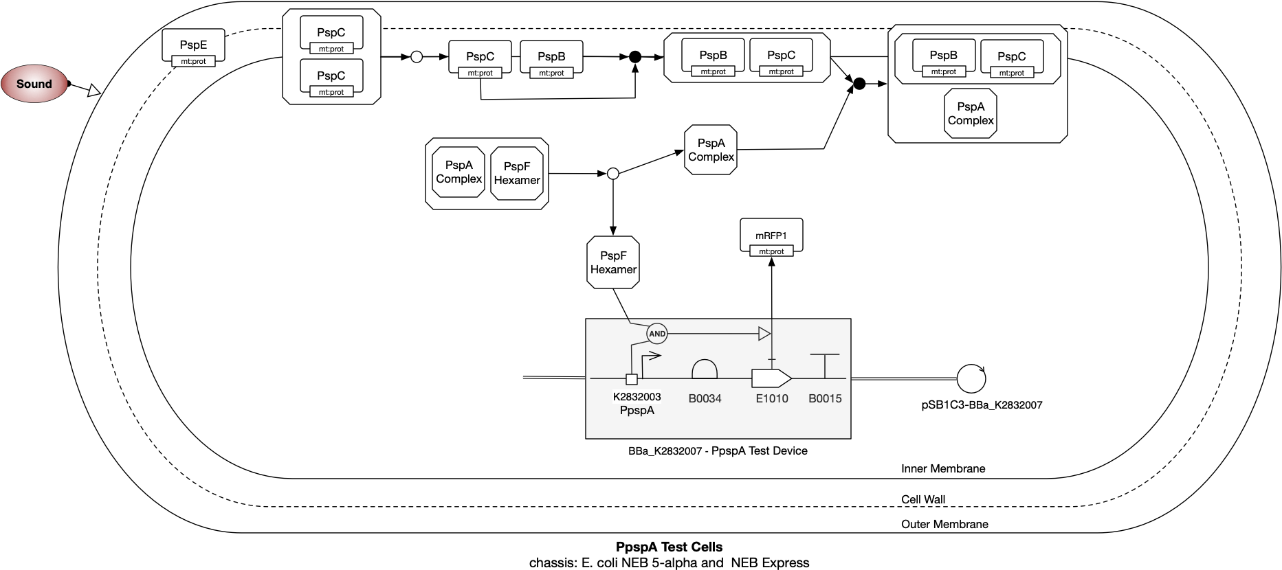 Biofab Collection - Diagram (1865x837), Png Download