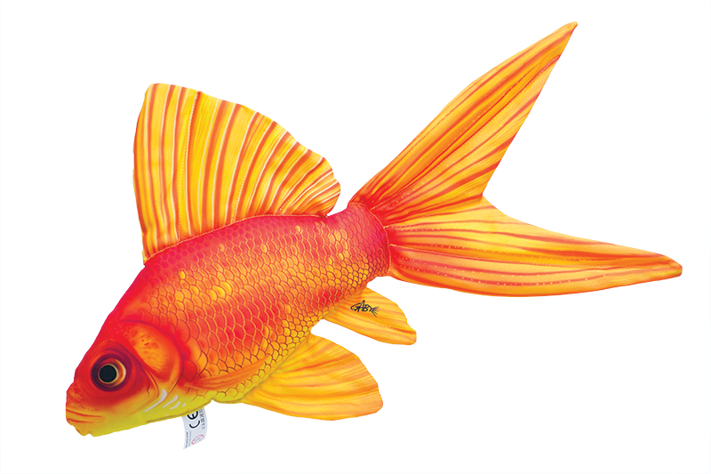 Goldfish Can Come In A Variety Of Shapes, Sizes And - Gaby Fish (800x533), Png Download