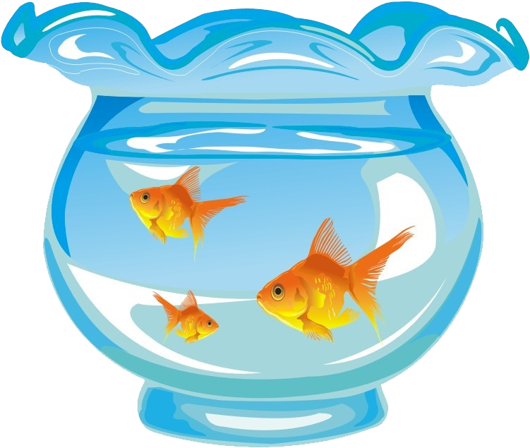 Goldfish Aquarium Fishkeeping - 鱼缸 里 的 鱼 (886x660), Png Download