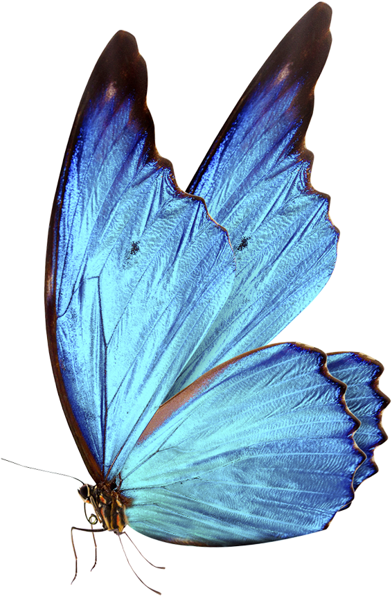 0 Bluebutterflyhouse Bluebutterflyhouse - Blue Butterflies Png (1476x1386), Png Download