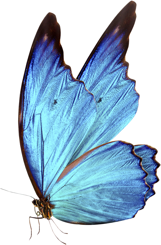 Download 0 Bluebutterflyhouse Bluebutterflyhouse Blue Butterflies Png Png Image With No Background Pngkey Com Download 0 Bluebutterflyhouse Bluebutterflyhouse Blue Butterflies Png Png Image With No Background Pngkey Com