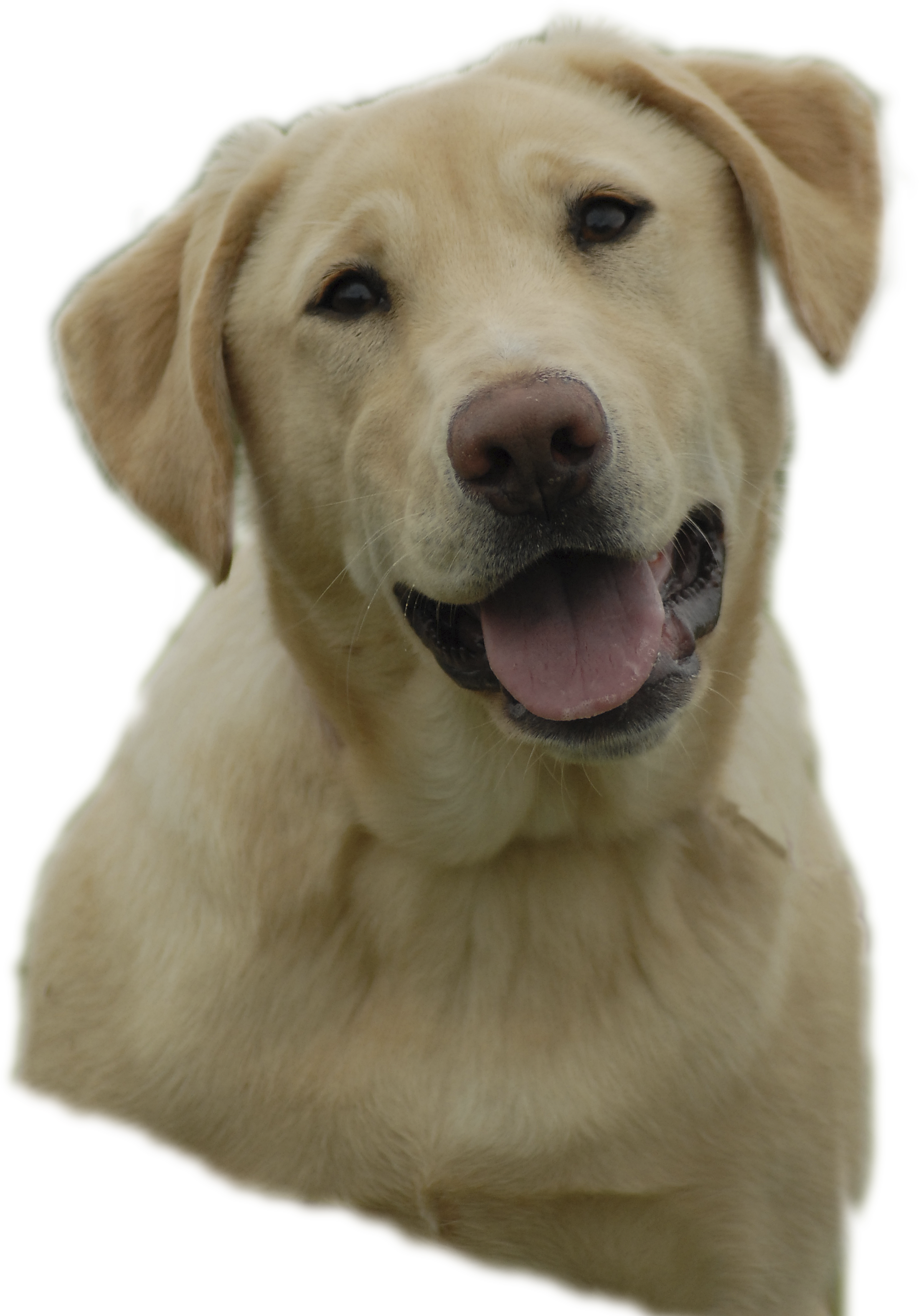 For Crying Puppy Clipart Viewing 19 Images For Crying - Free Clipart Yellow Lab (2400x3150), Png Download