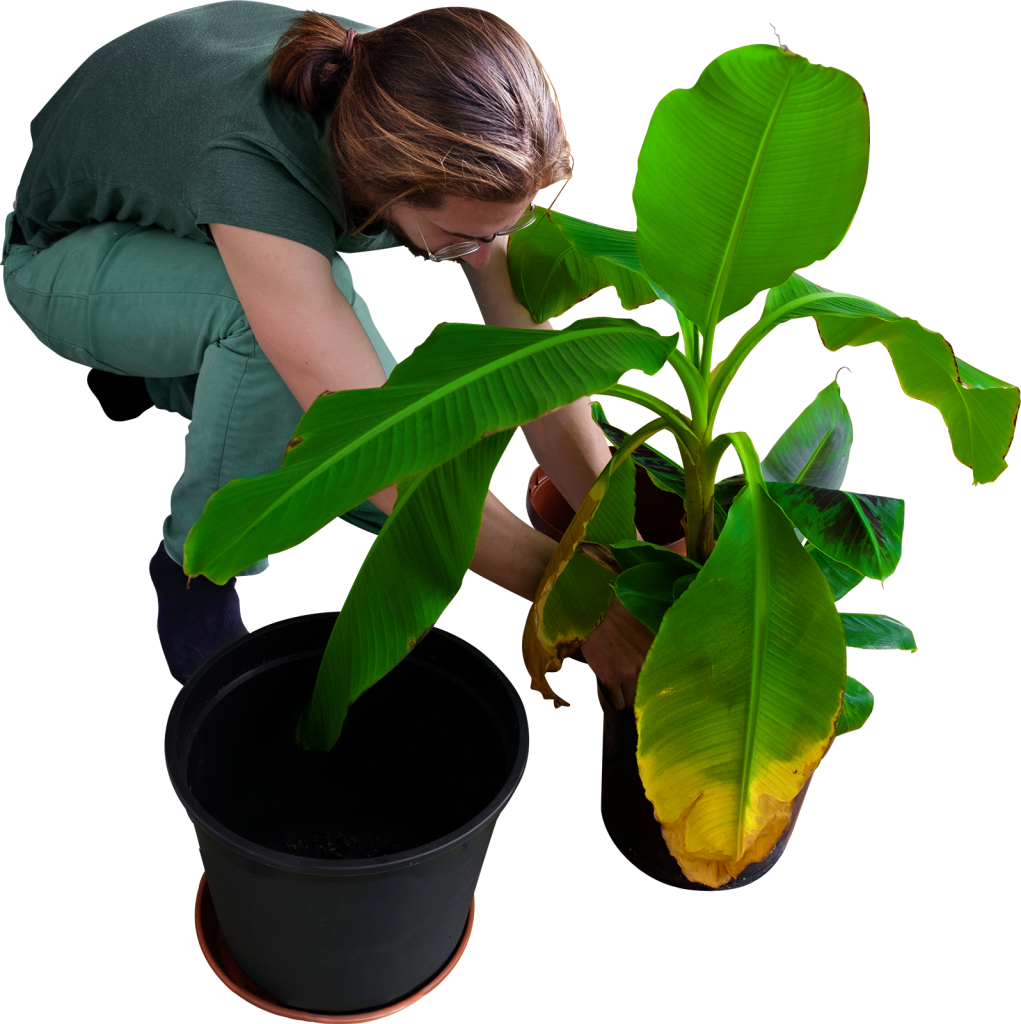 Replanting His Banana Trees Png Image - Skalgubbar Garden (1021x1024), Png Download