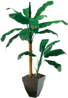 Silk Double Banana Tree - Brook Furniture Rental (648x432), Png Download