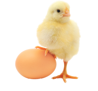 Baby Chicken Png Transparent Image - Handbook Of Poultry Nutrition (first Edition-2017) (400x374), Png Download