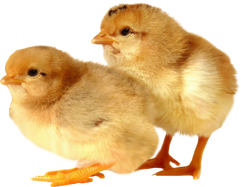 Baby Bird Transparent Background (854x744), Png Download