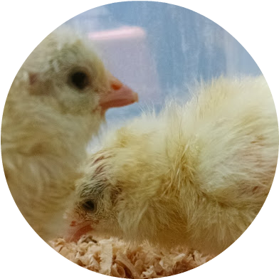 Baby Chicks - Poultry (420x426), Png Download