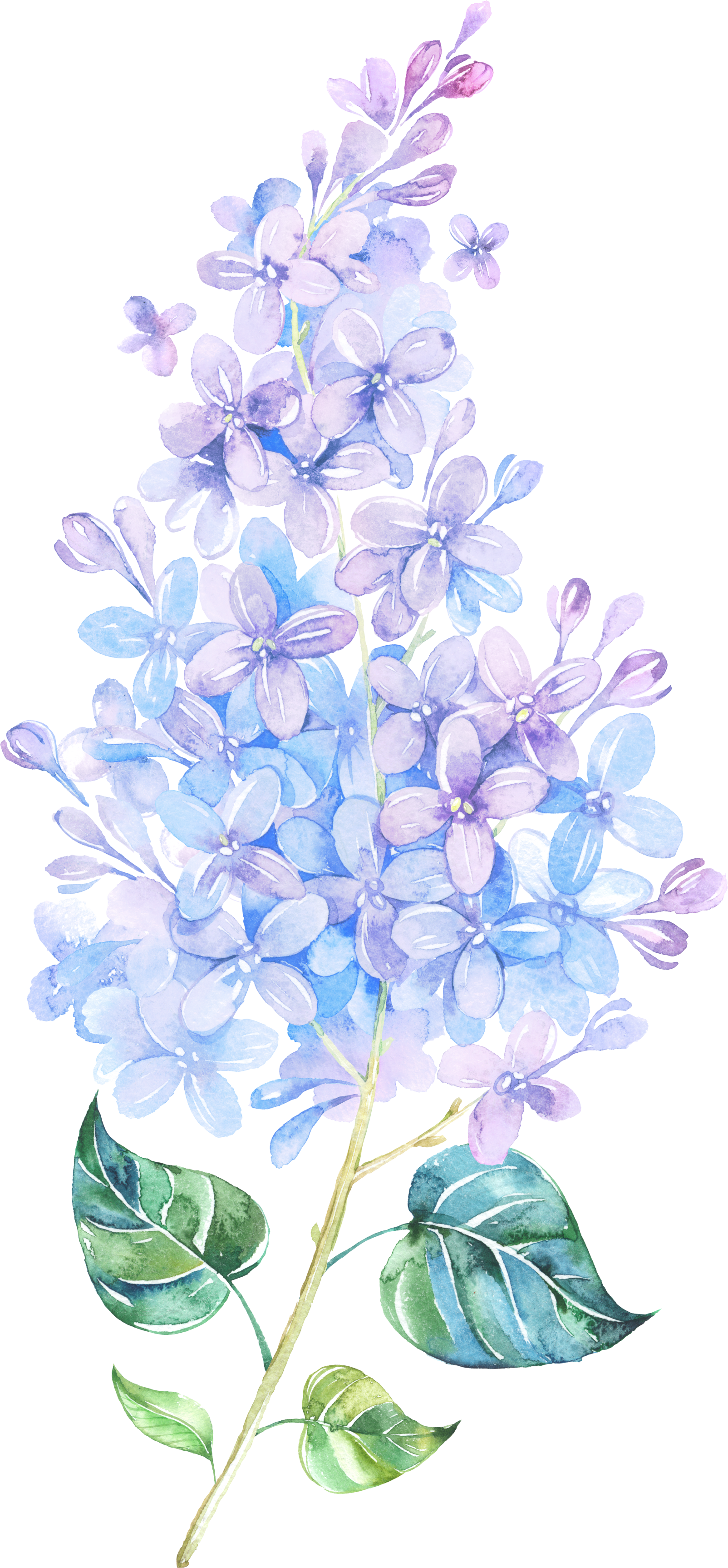 Picture Freeuse Library Flower Lilac Painting Purple - Lilacs Drawing (1604x3451), Png Download