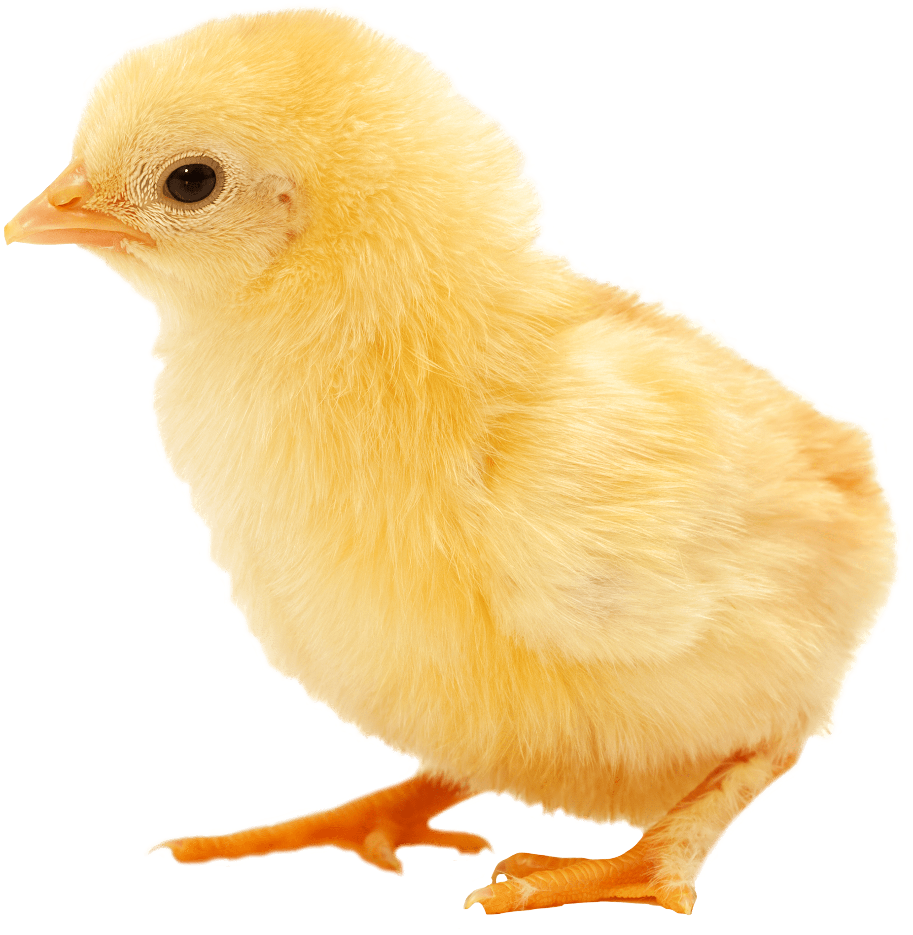 Previous - Next (1926x1987), Png Download