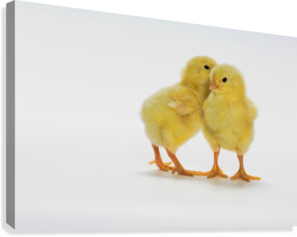 Baby Chickens - Yellow Chicks (429x342), Png Download