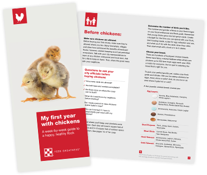 Download Now - Chicken (450x350), Png Download