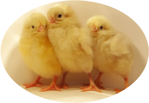 White Plymouth Rock Baby Chicks - Plymouth (507x355), Png Download