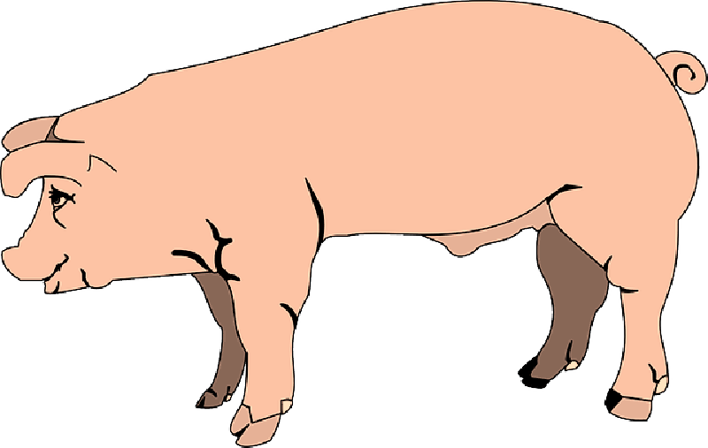 Barn, Farm, Pink, Pig, Side, Animal, Mud, - Pig Cartoon Side View (800x507), Png Download