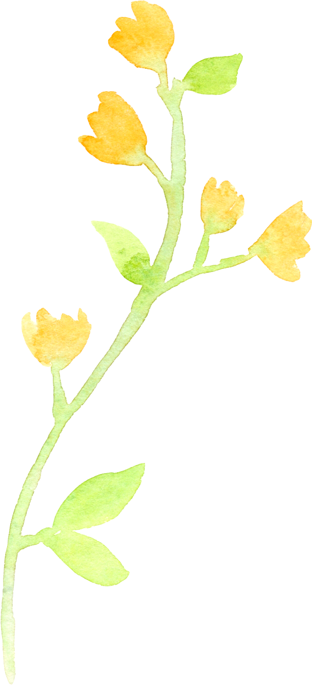 0℃素材13 - Rock Rose (656x1368), Png Download