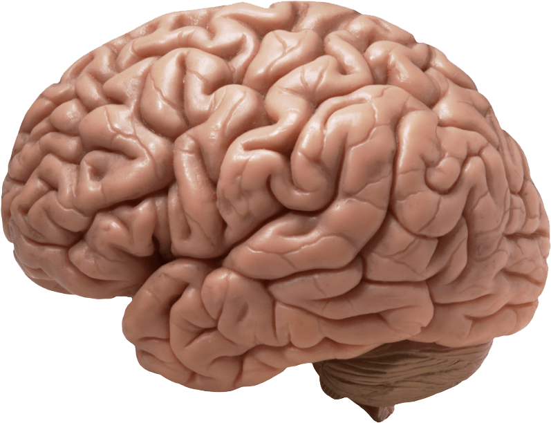 Brain Realistic - Human Brain (990x622), Png Download