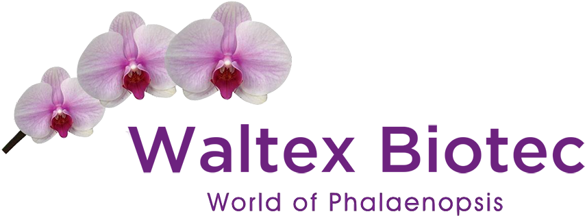Moth Orchid (900x348), Png Download