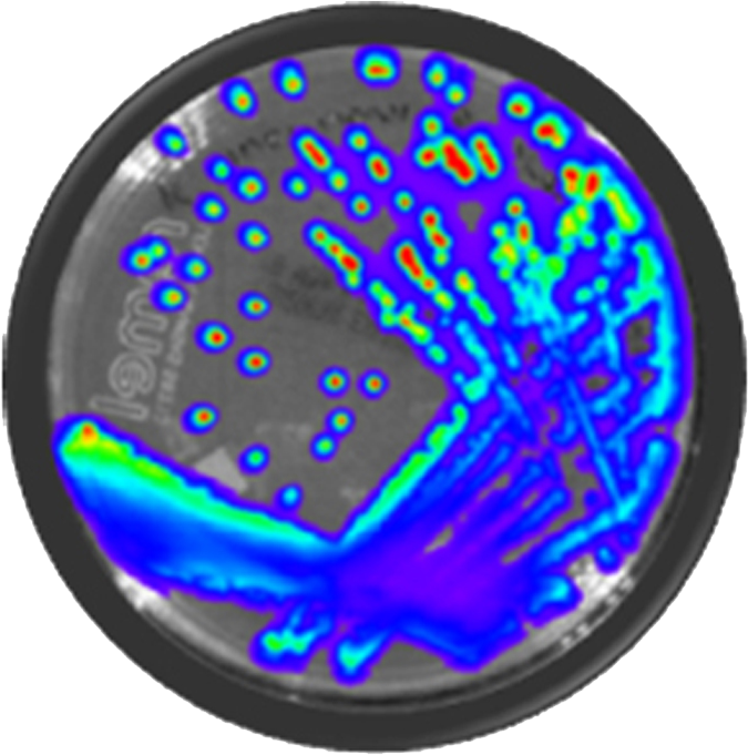 Bioware Bioluminescent Bacteria - Listeria Monocytogenes Png (700x700), Png Download