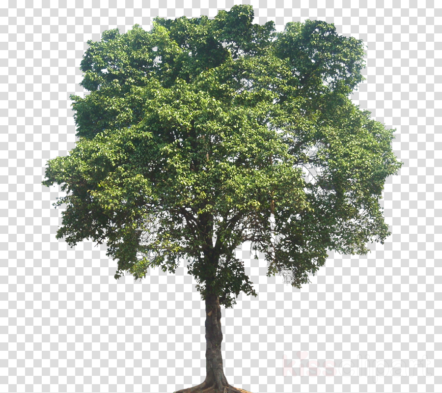 Elm Tree Png Clipart Tree Sycamore Maple - Mexican Pinyon (900x800), Png Download