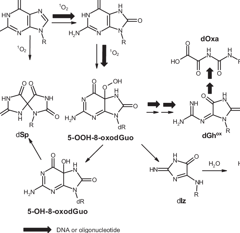 Main Oxidation Products Generated In The Reaction Of - Diagram (790x768), Png Download